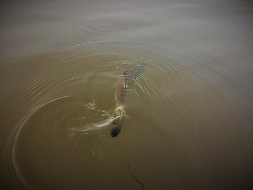 Snook guide de pêche Martinique